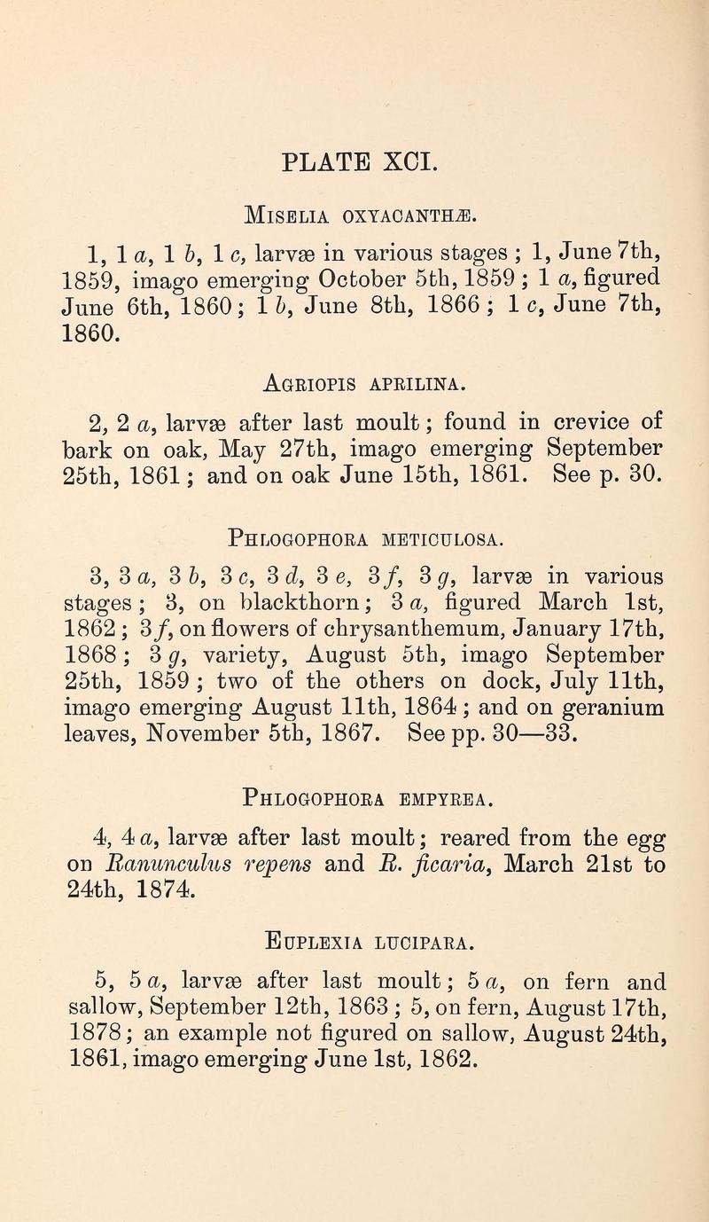 Buckler W The larvæ of the British butterflies and moths PlateLXCIText