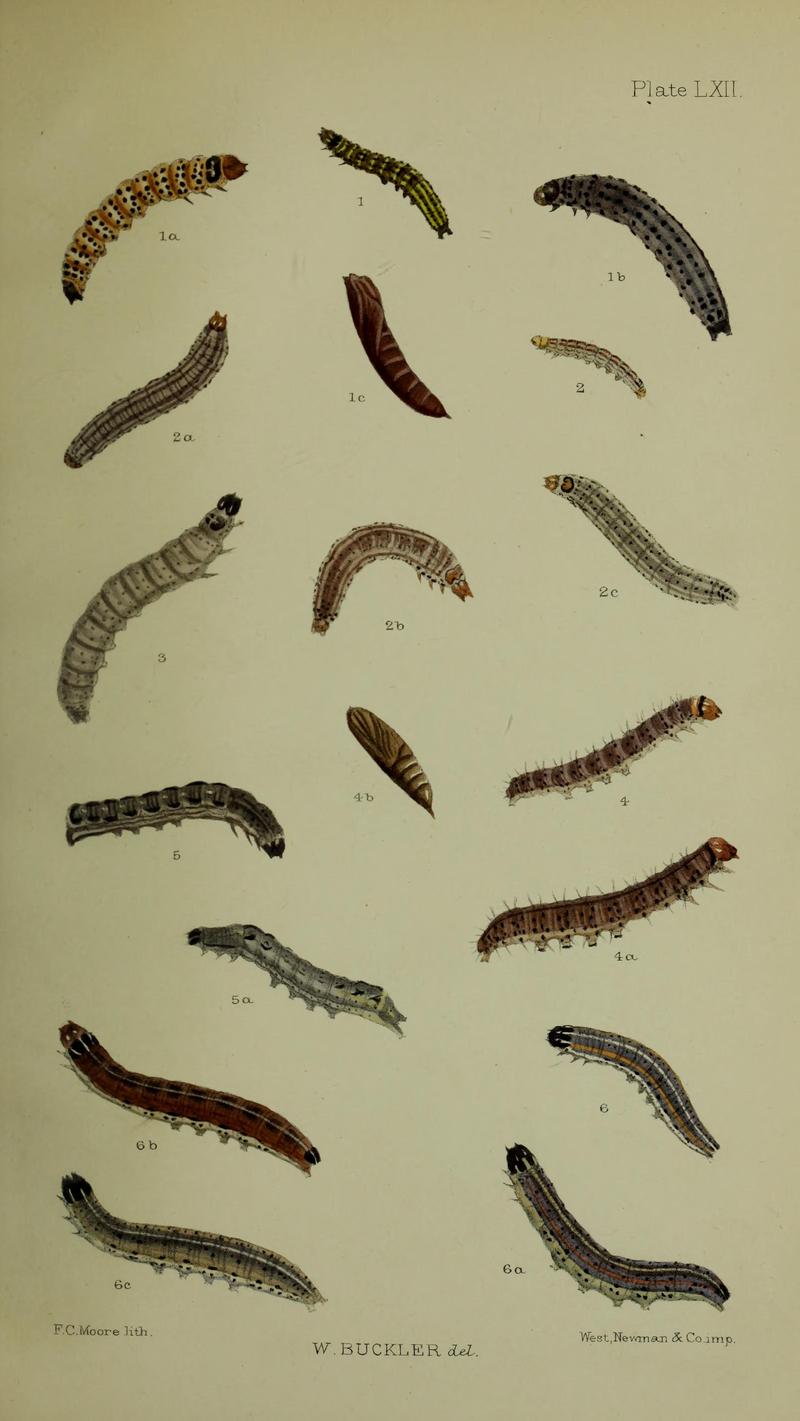 Buckler W The larvæ of the British butterflies and moths PlateLXII