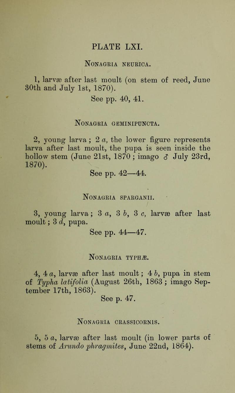 Buckler W The larvæ of the British butterflies and moths PlateLXIText