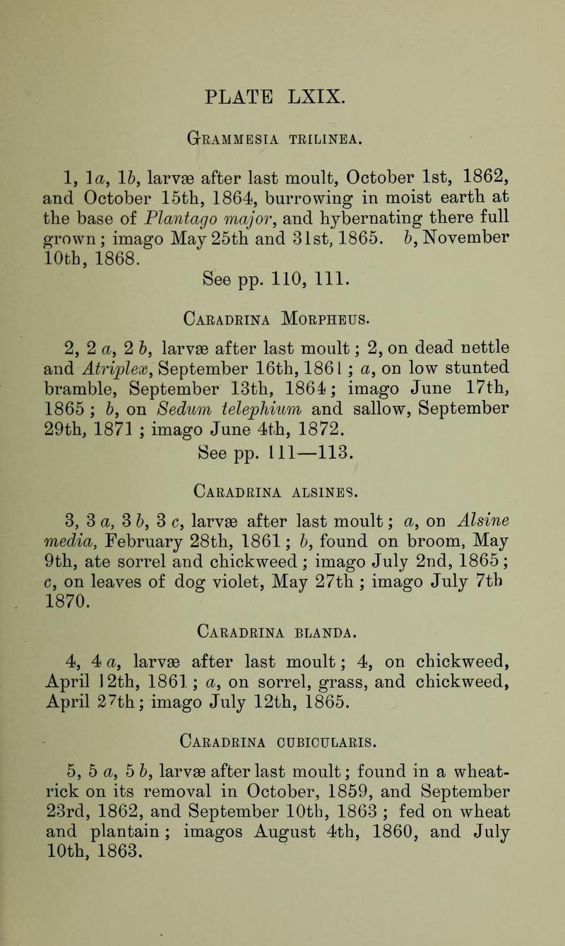 Buckler W The larvæ of the British butterflies and moths PlateLXIXText
