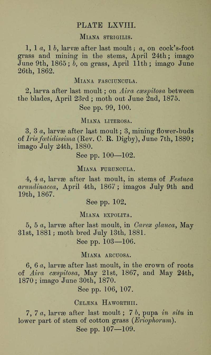 Buckler W The larvæ of the British butterflies and moths PlateLXVIIIText