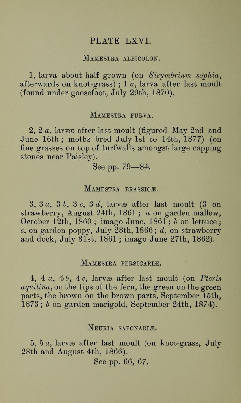 Buckler W The larvæ of the British butterflies and moths PlateLXVIText