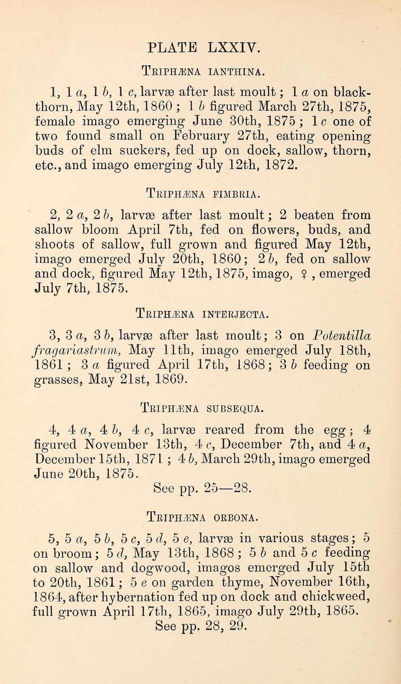 Buckler W The larvæ of the British butterflies and moths PlateLXXIVText