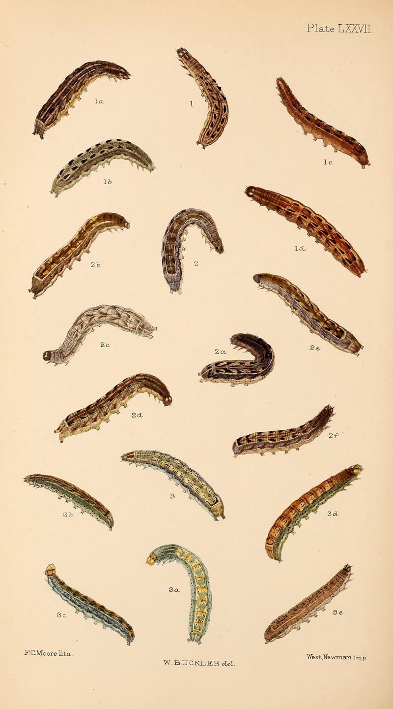 Buckler W The larvæ of the British butterflies and moths PlateLXXVII
