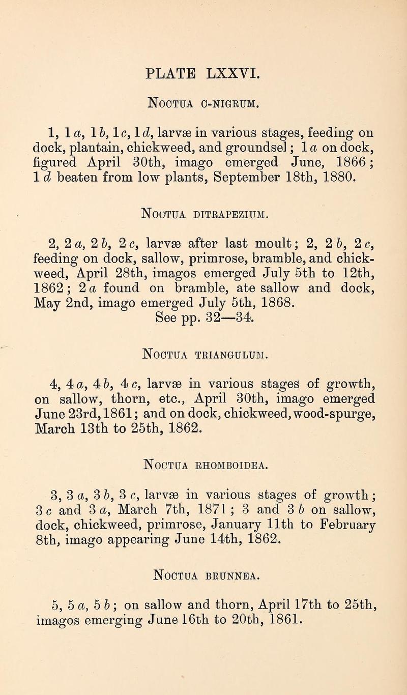 Buckler W The larvæ of the British butterflies and moths PlateLXXVIText