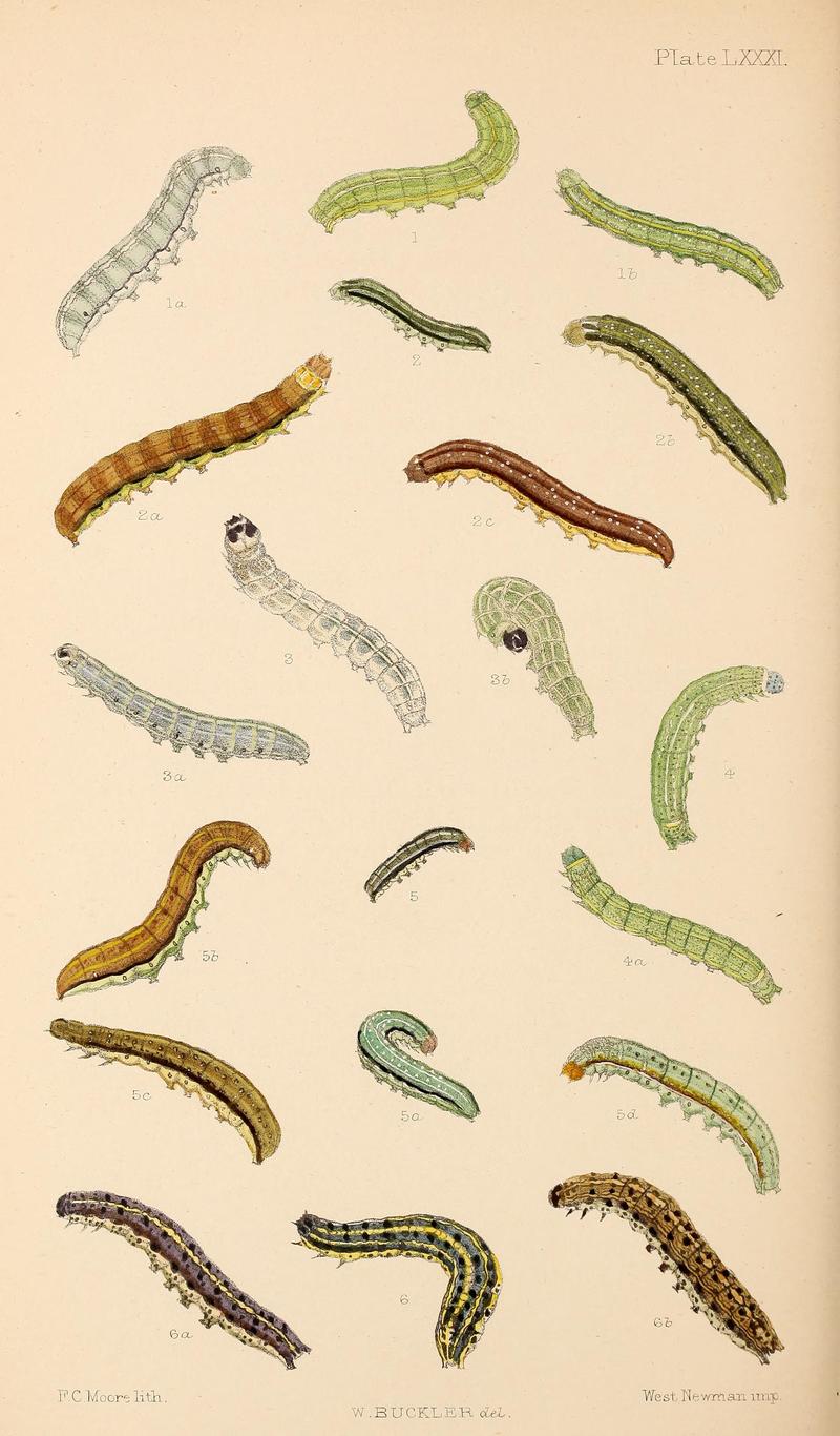 Buckler W The larvæ of the British butterflies and moths PlateLXXXI