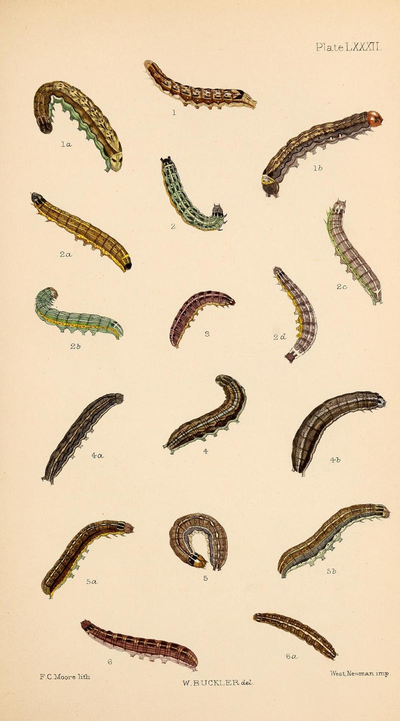 Buckler W The larvæ of the British butterflies and moths PlateLXXXII