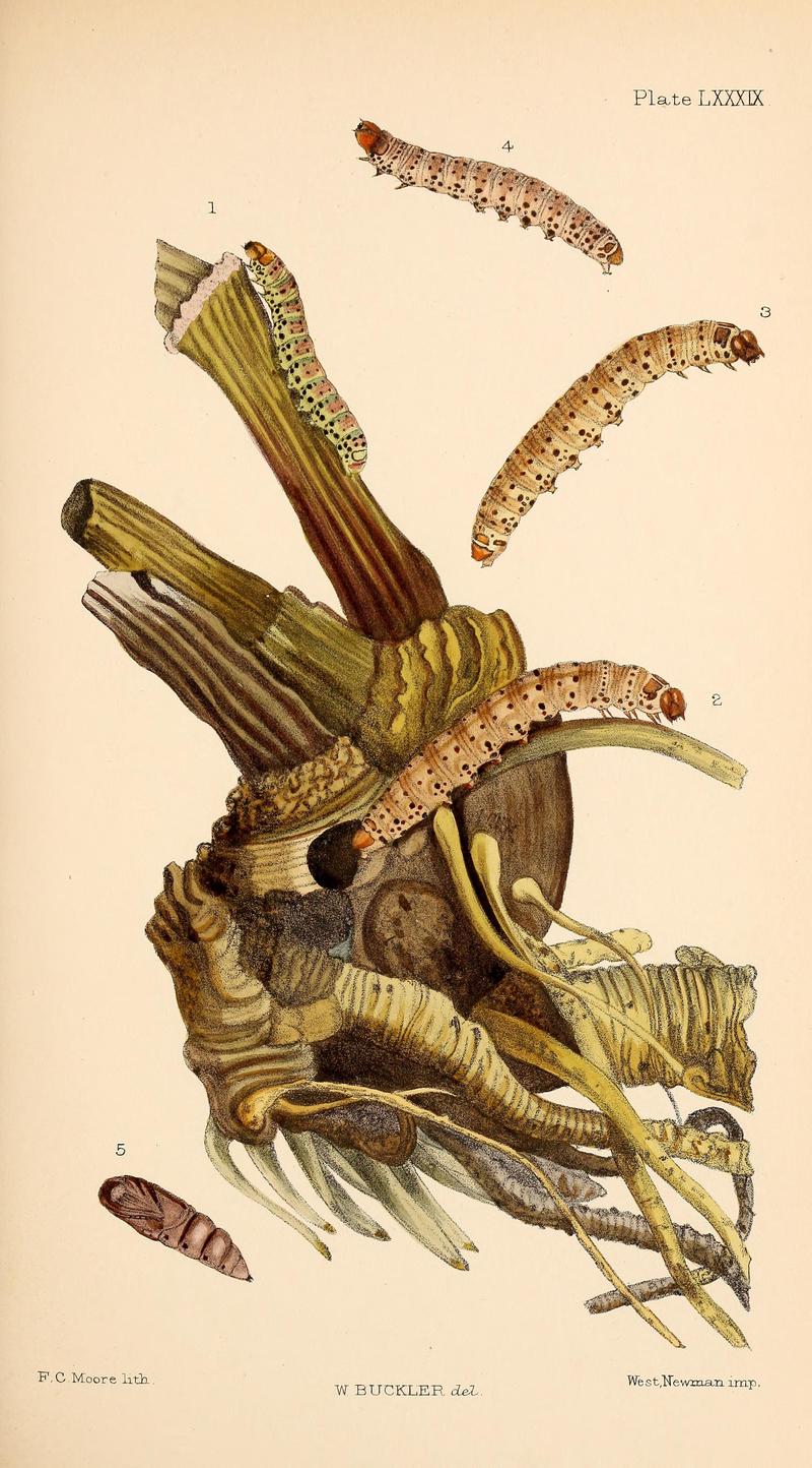 Buckler W The larvæ of the British butterflies and moths PlateLXXXIX