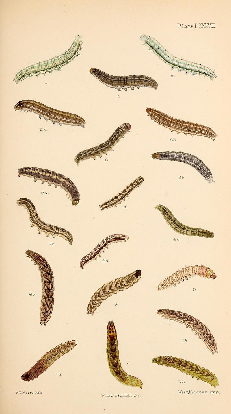 Buckler W The larvæ of the British butterflies and moths PlateLXXXVII