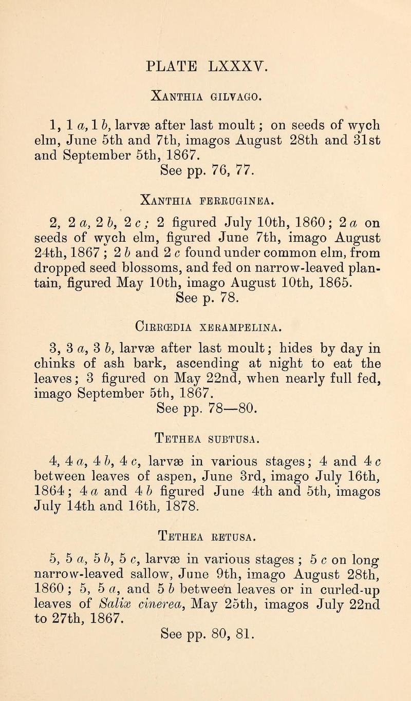 Buckler W The larvæ of the British butterflies and moths PlateLXXXVText