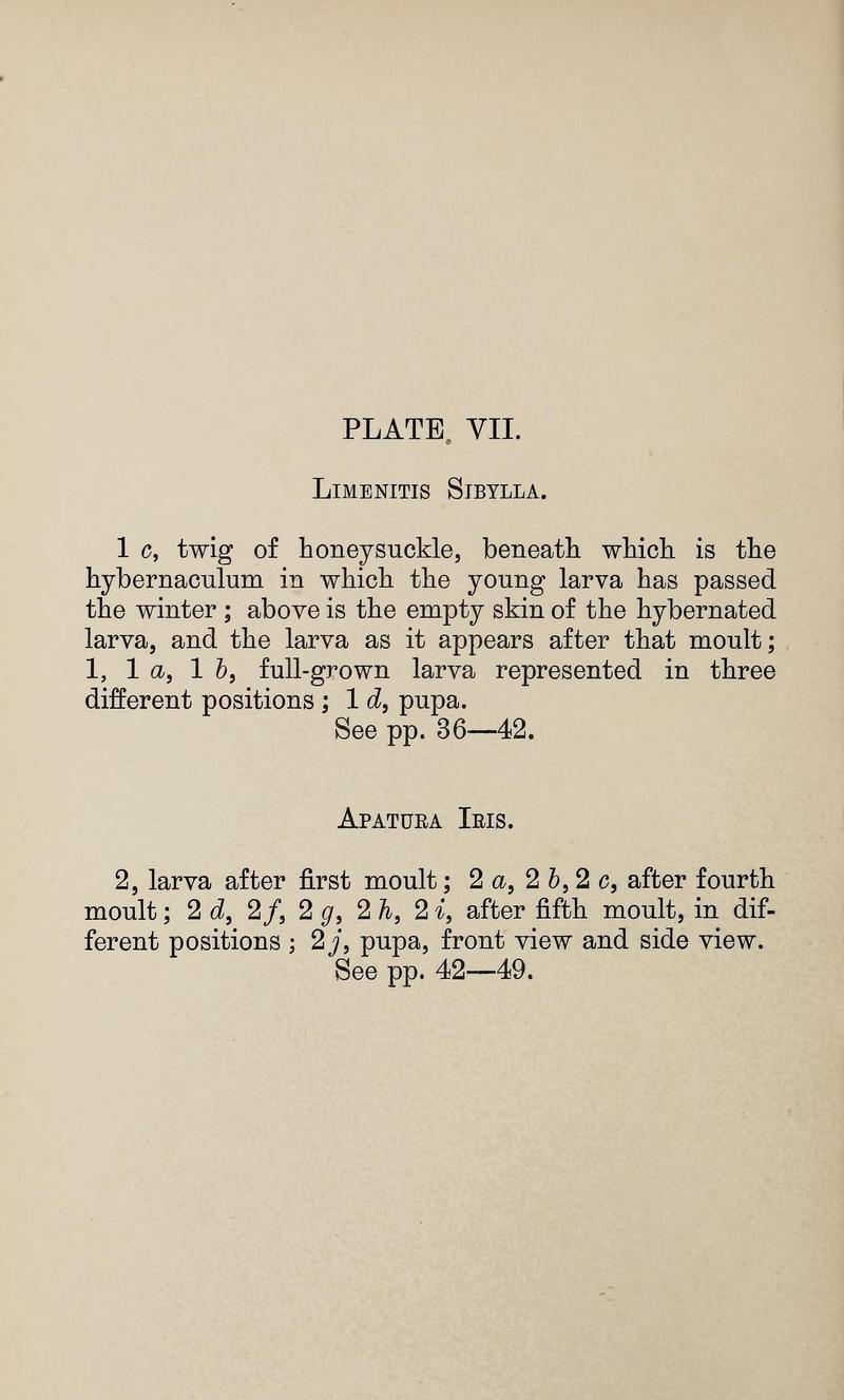 Buckler W The larvæ of the British butterflies and moths PlateVIIText