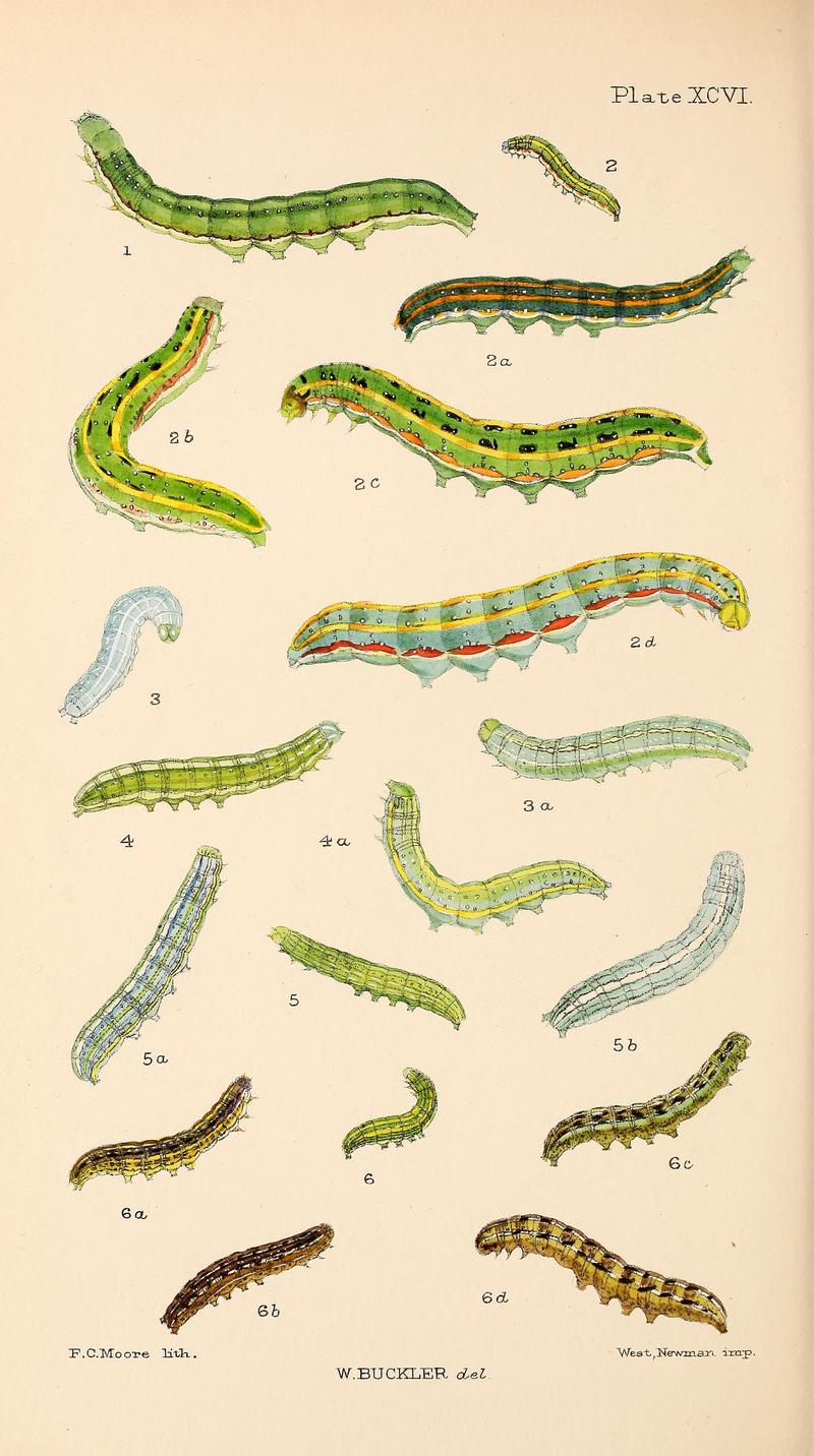 Buckler W The larvæ of the British butterflies and moths PlateXCVI