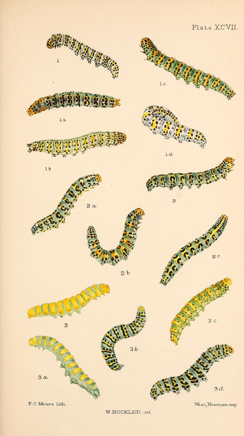 Buckler W The larvæ of the British butterflies and moths PlateXCVII