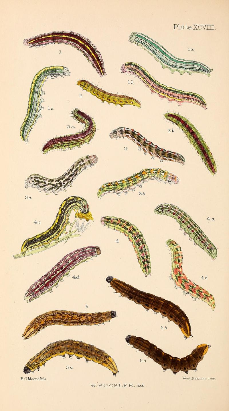 Buckler W The larvæ of the British butterflies and moths PlateXCVIII