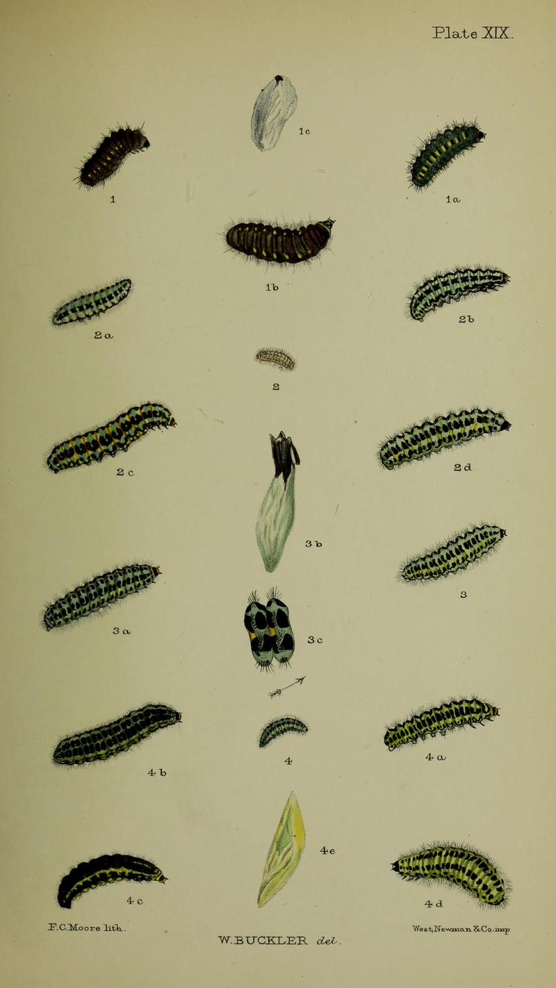 Buckler W The larvæ of the British butterflies and moths PlateXIX