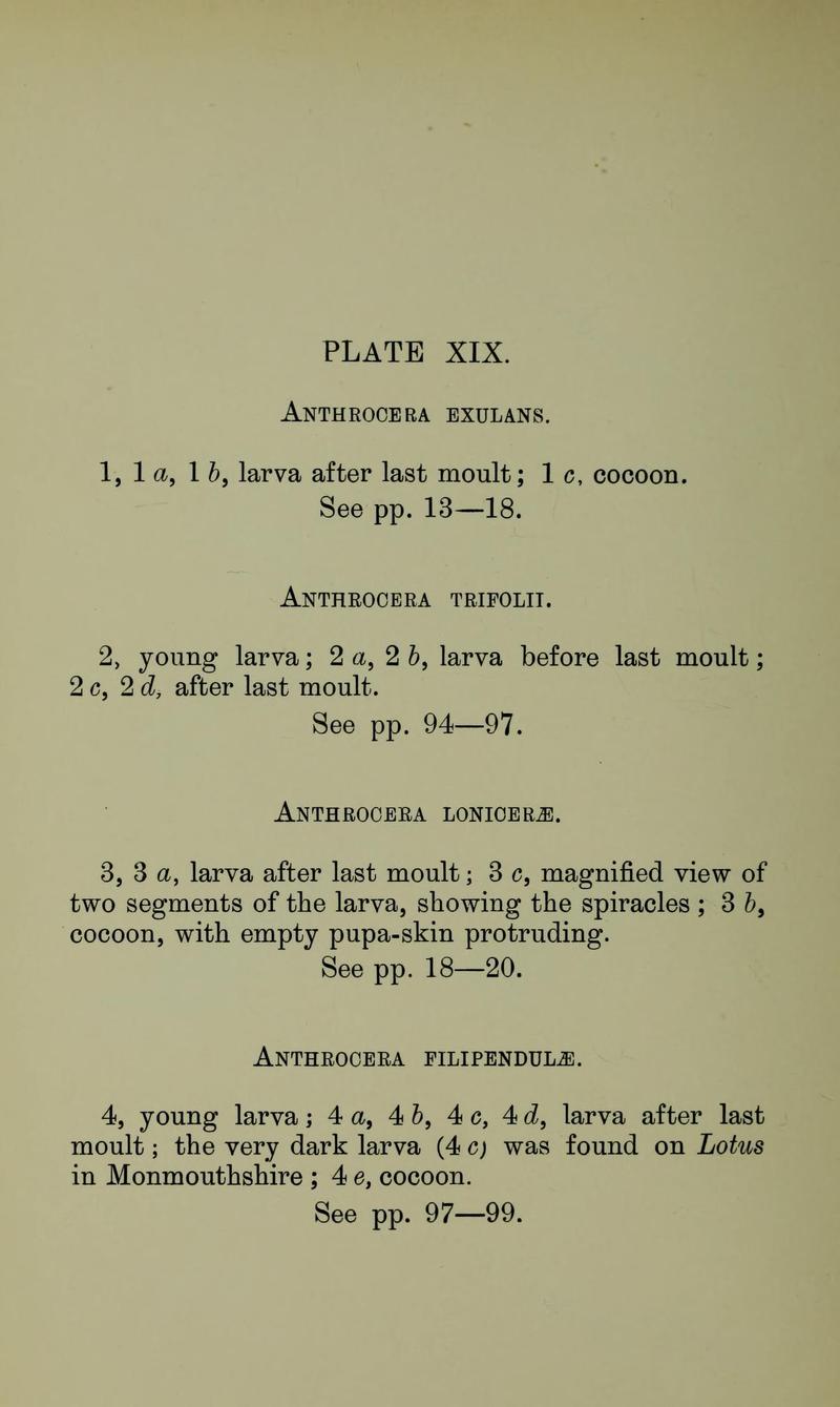 Buckler W The larvæ of the British butterflies and moths PlateXIXText