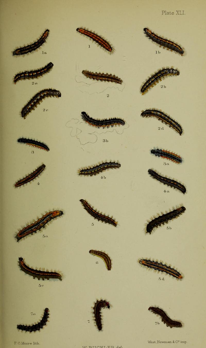 Buckler W The larvæ of the British butterflies and moths PlateXLI