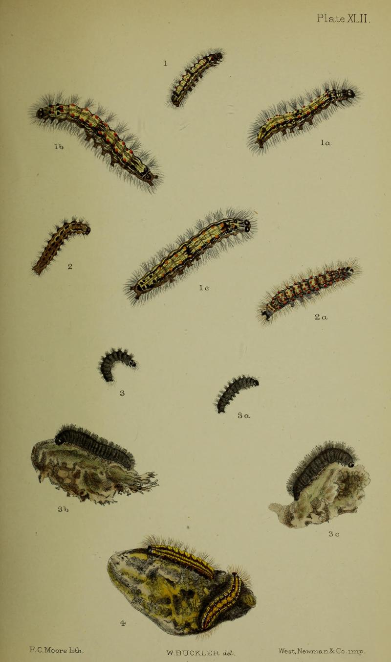 Buckler W The larvæ of the British butterflies and moths PlateXLII
