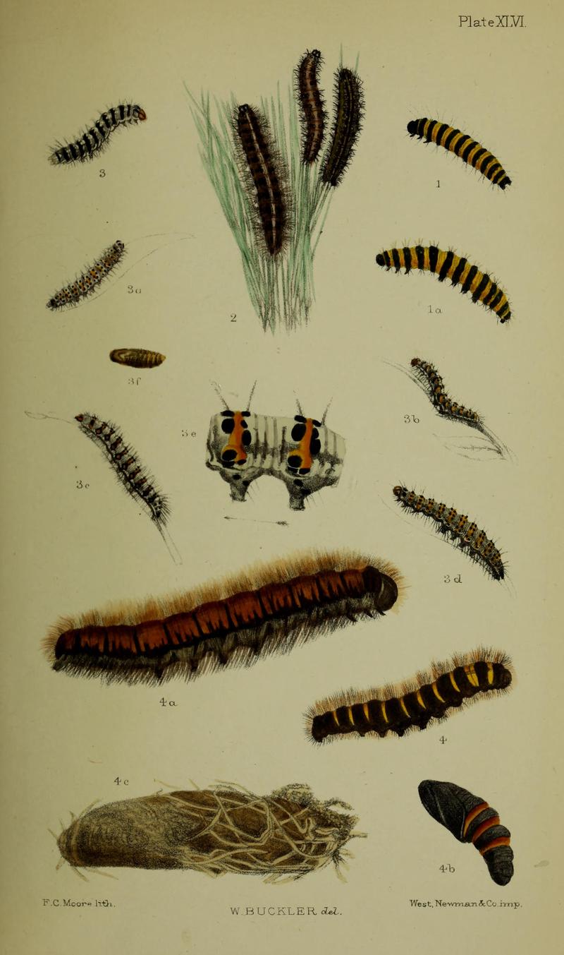 Buckler W The larvæ of the British butterflies and moths PlateXLVI