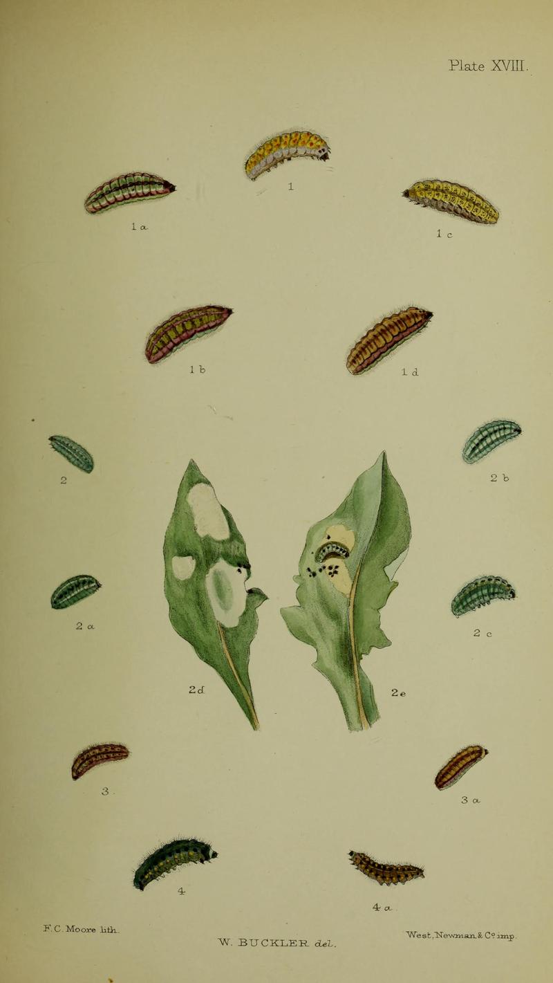 Buckler W The larvæ of the British butterflies and moths PlateXVIII