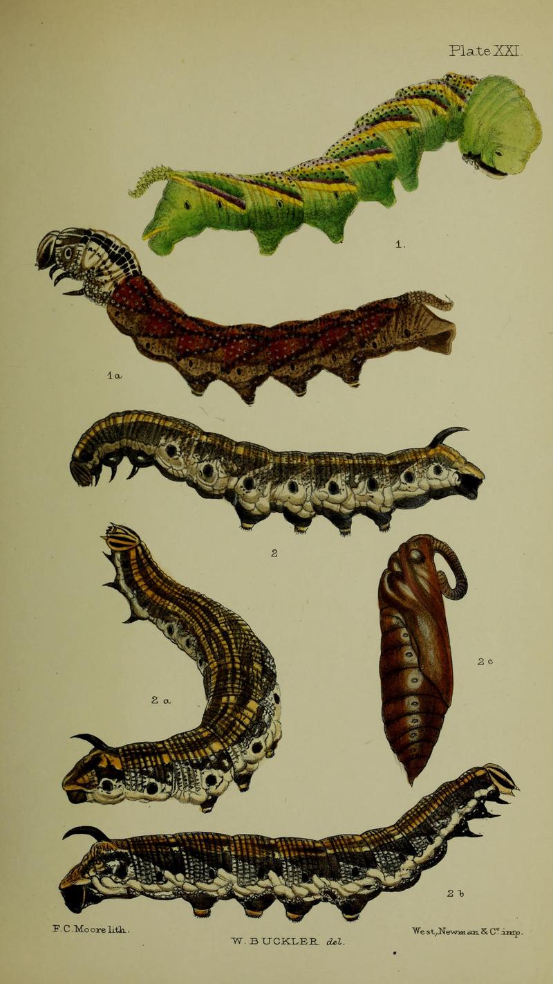 Buckler W The larvæ of the British butterflies and moths PlateXXI