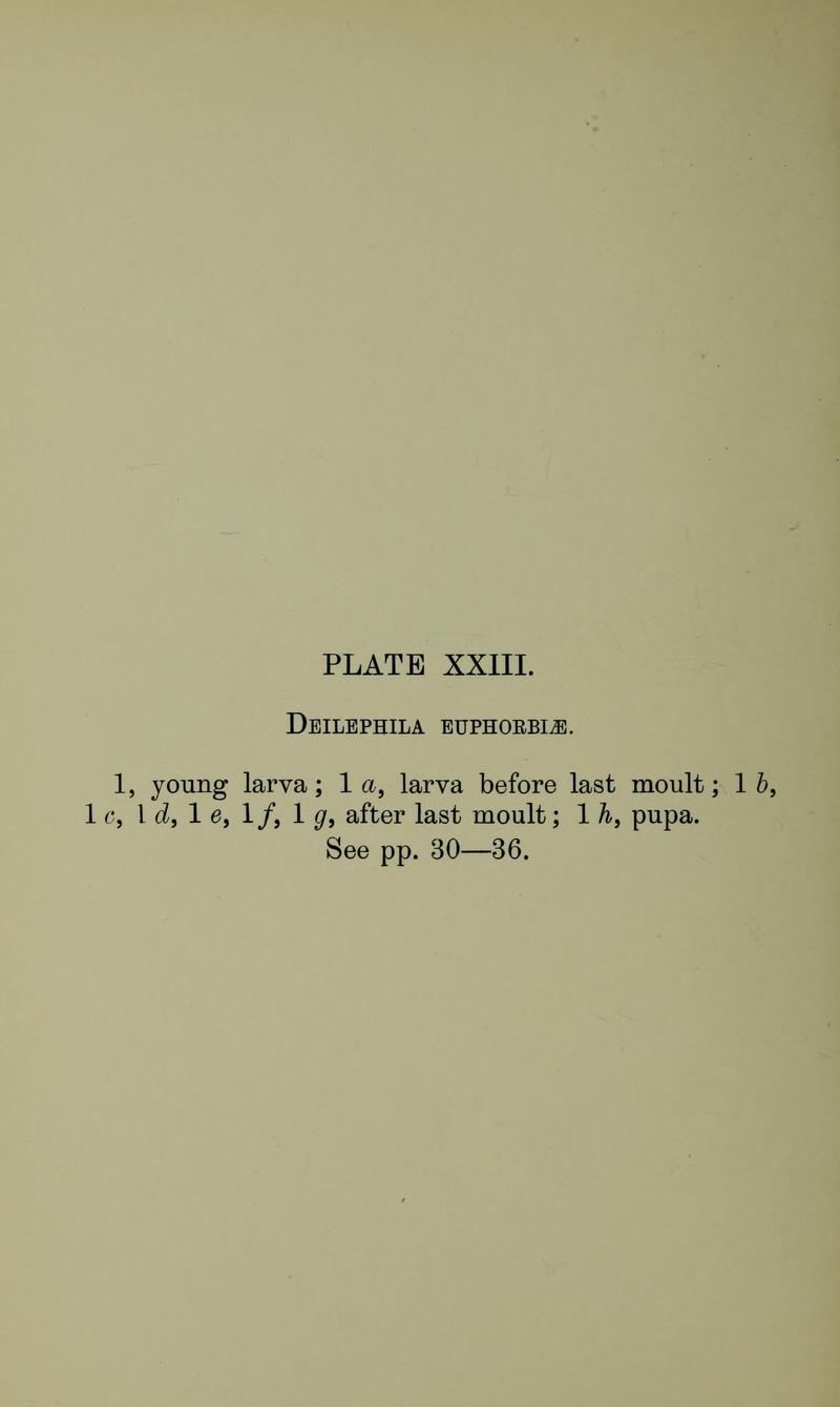 Buckler W The larvæ of the British butterflies and moths PlateXXIIIText