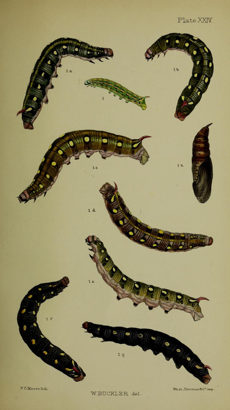 Buckler W The larvæ of the British butterflies and moths PlateXXIV