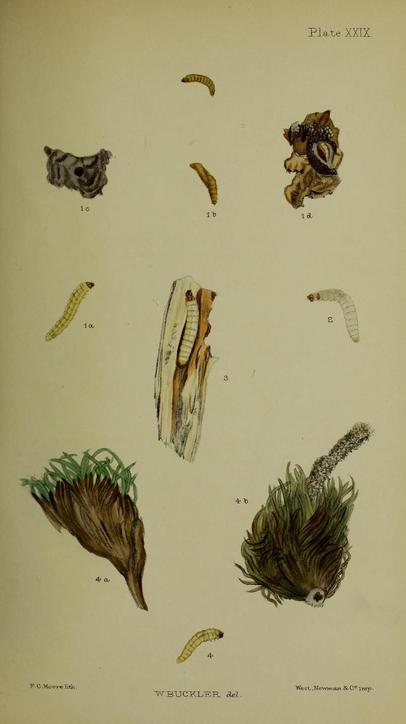 Buckler W The larvæ of the British butterflies and moths PlateXXIX