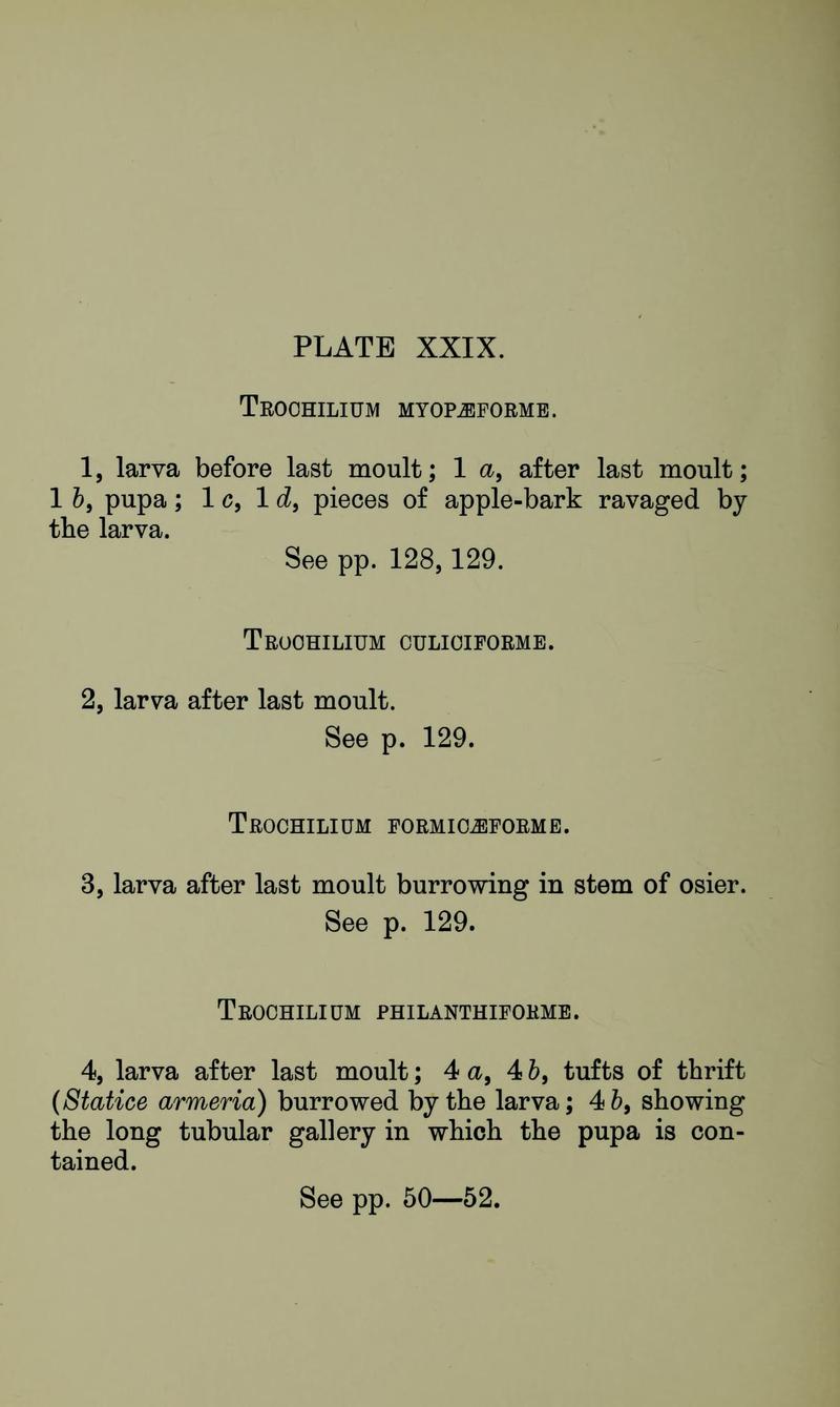 Buckler W The larvæ of the British butterflies and moths PlateXXIXText