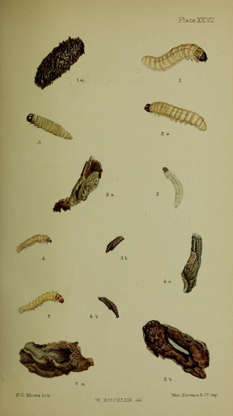 Buckler W The larvæ of the British butterflies and moths PlateXXVII