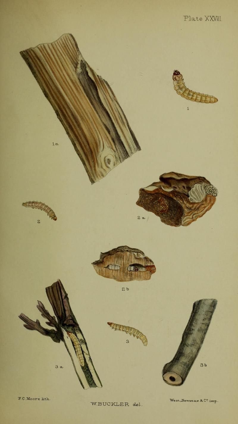 Buckler W The larvæ of the British butterflies and moths PlateXXVIII