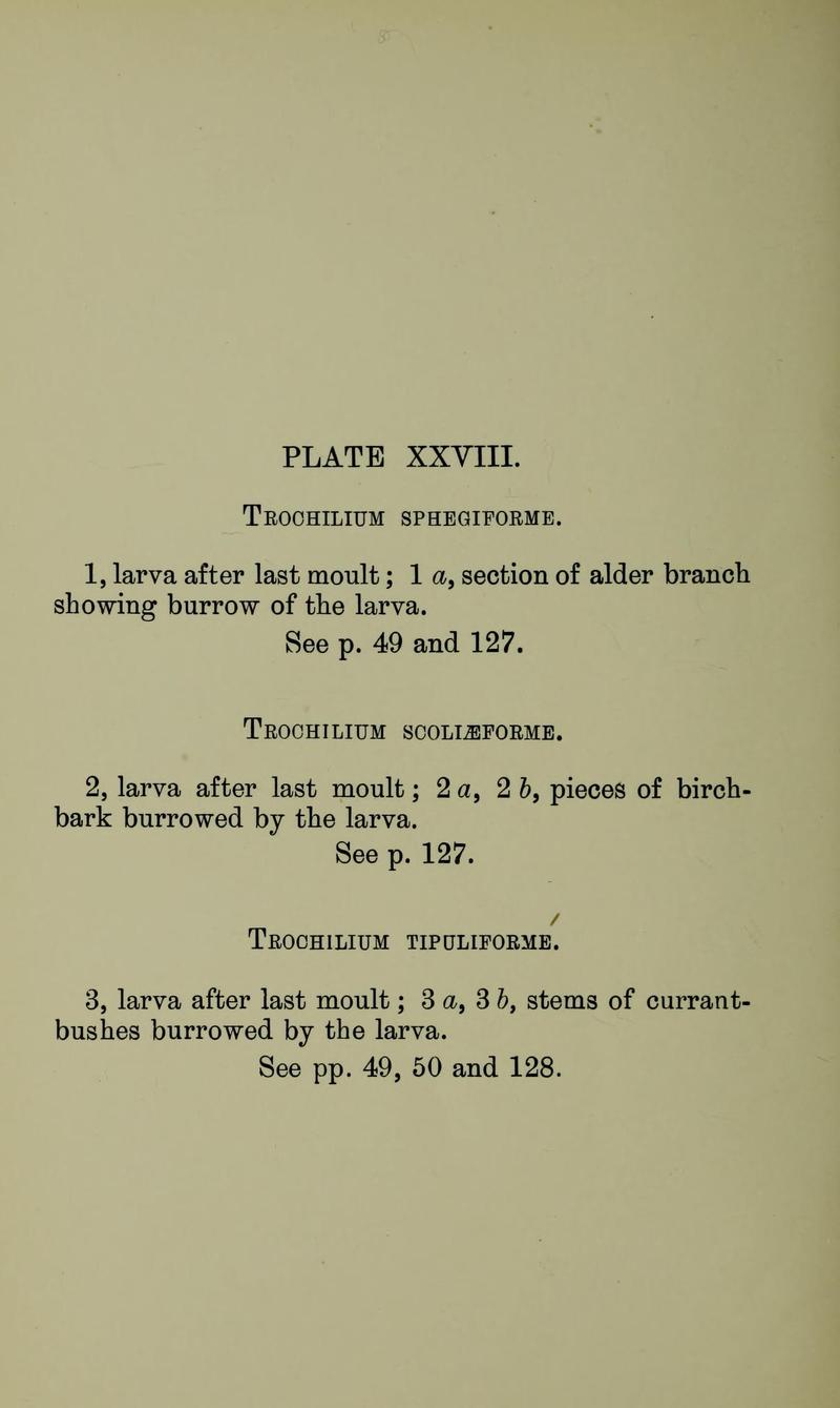 Buckler W The larvæ of the British butterflies and moths PlateXXVIIIText