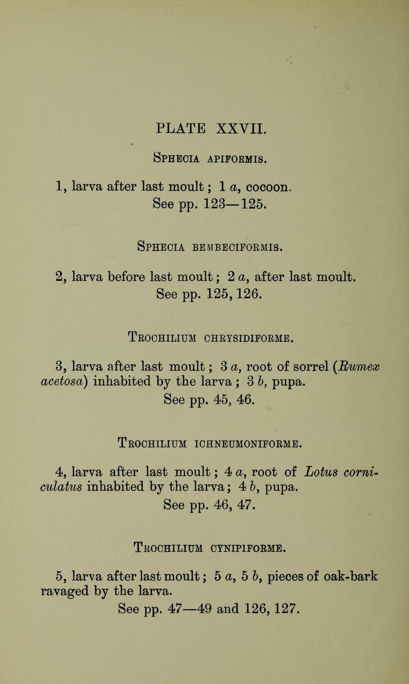 Buckler W The larvæ of the British butterflies and moths PlateXXVIIText