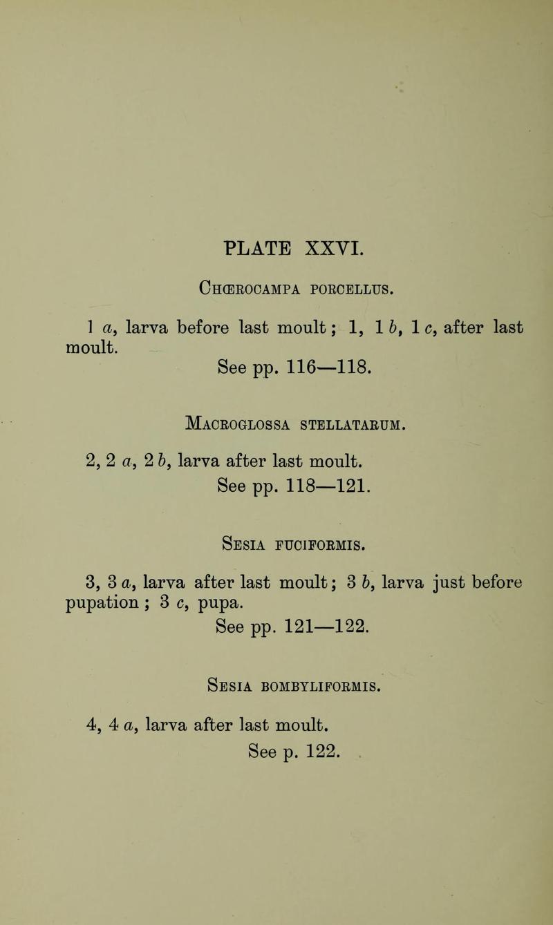 Buckler W The larvæ of the British butterflies and moths PlateXXVIText