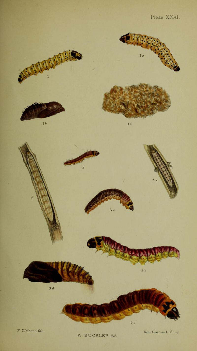 Buckler W The larvæ of the British butterflies and moths PlateXXXI