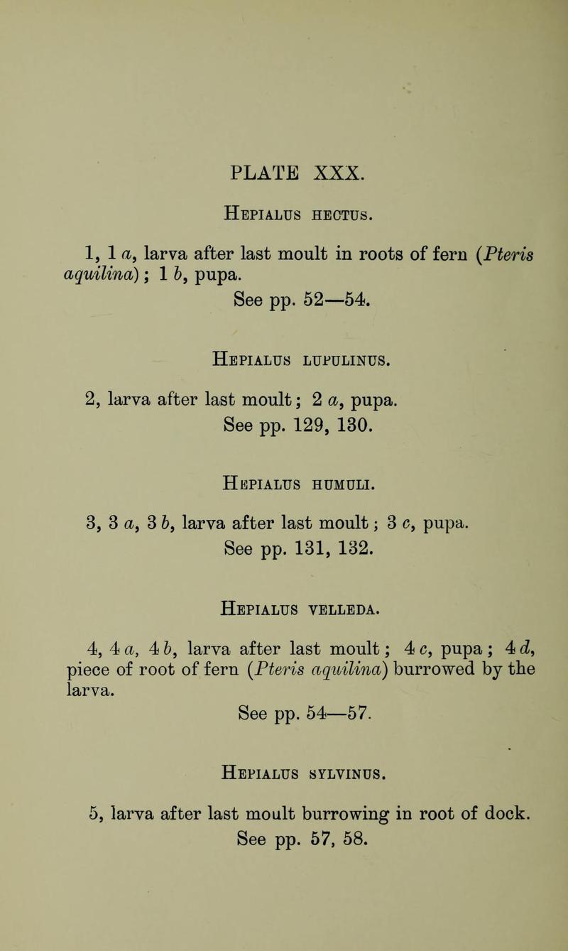 Buckler W The larvæ of the British butterflies and moths PlateXXXText