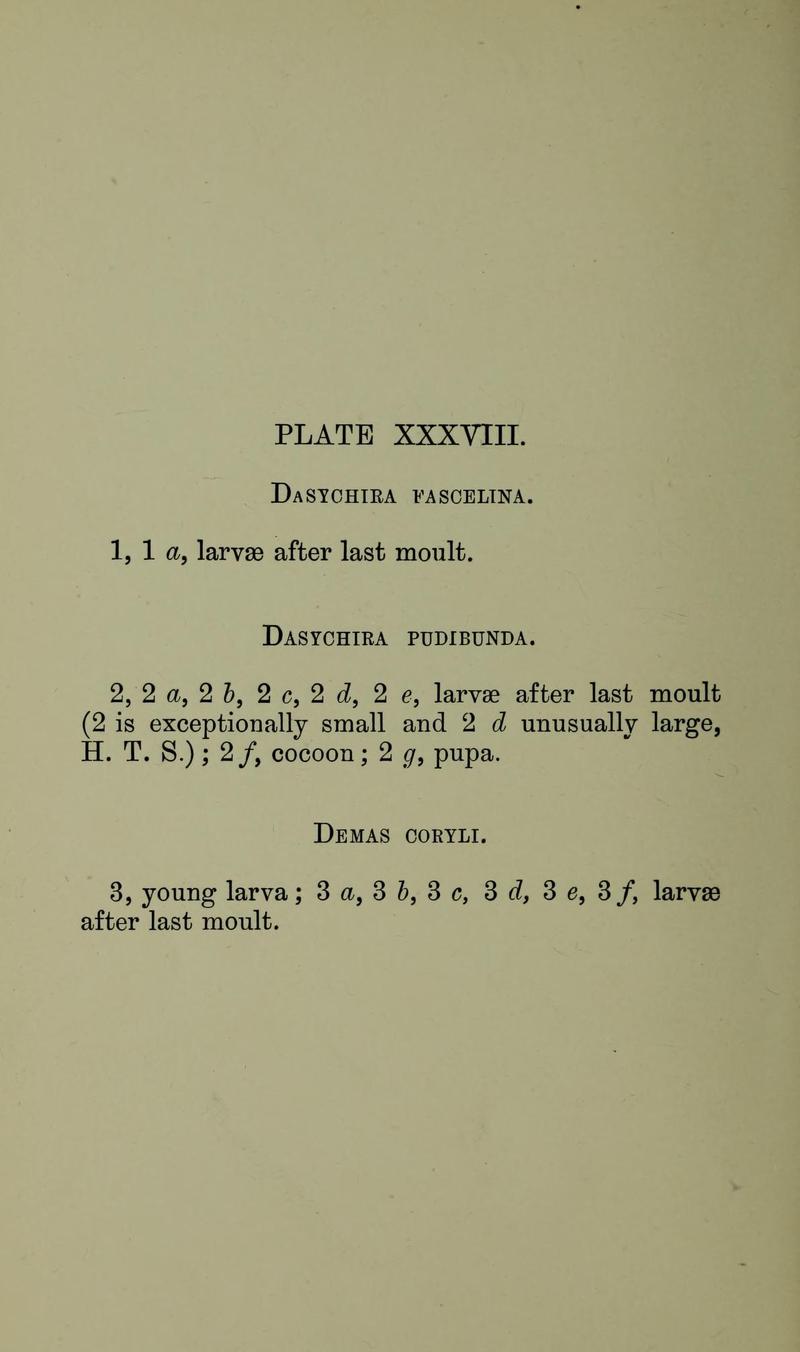 Buckler W The larvæ of the British butterflies and moths PlateXXXVIIIText