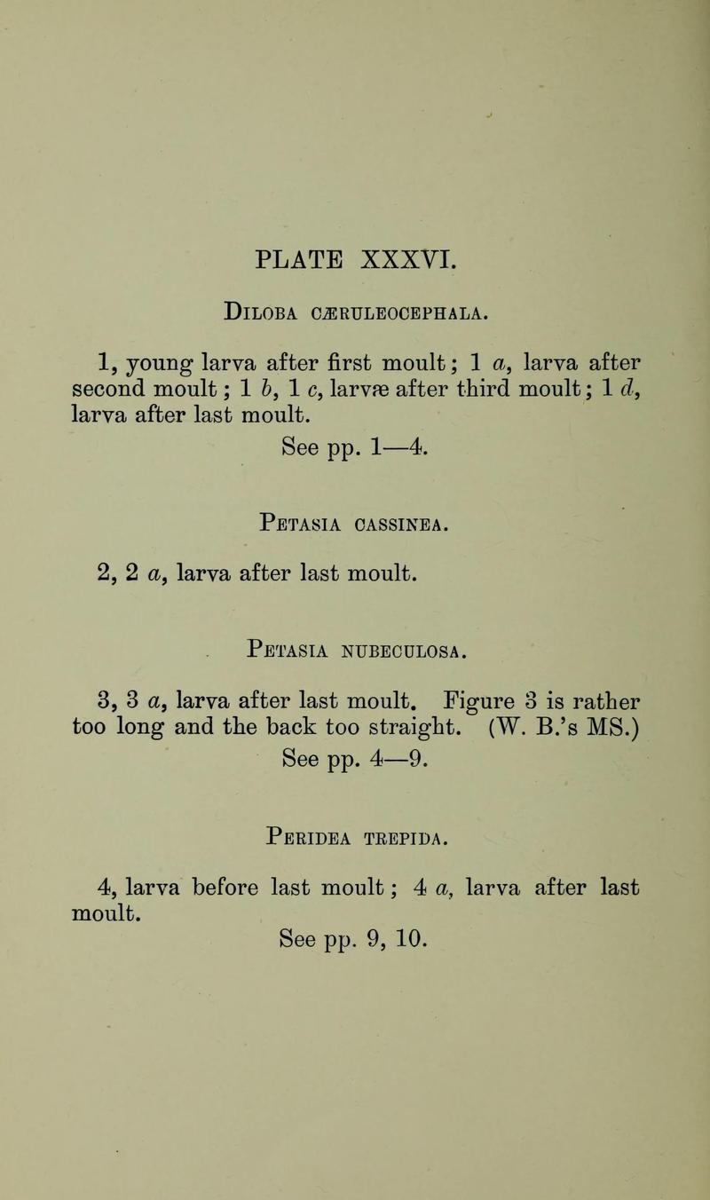 Buckler W The larvæ of the British butterflies and moths PlateXXXVIText