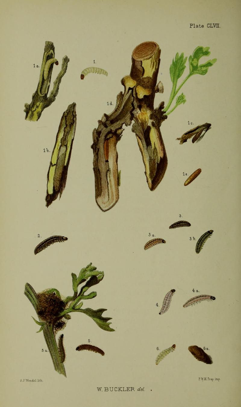 Buckler W The larvæ of the British butterflies and moths Plate CLVII