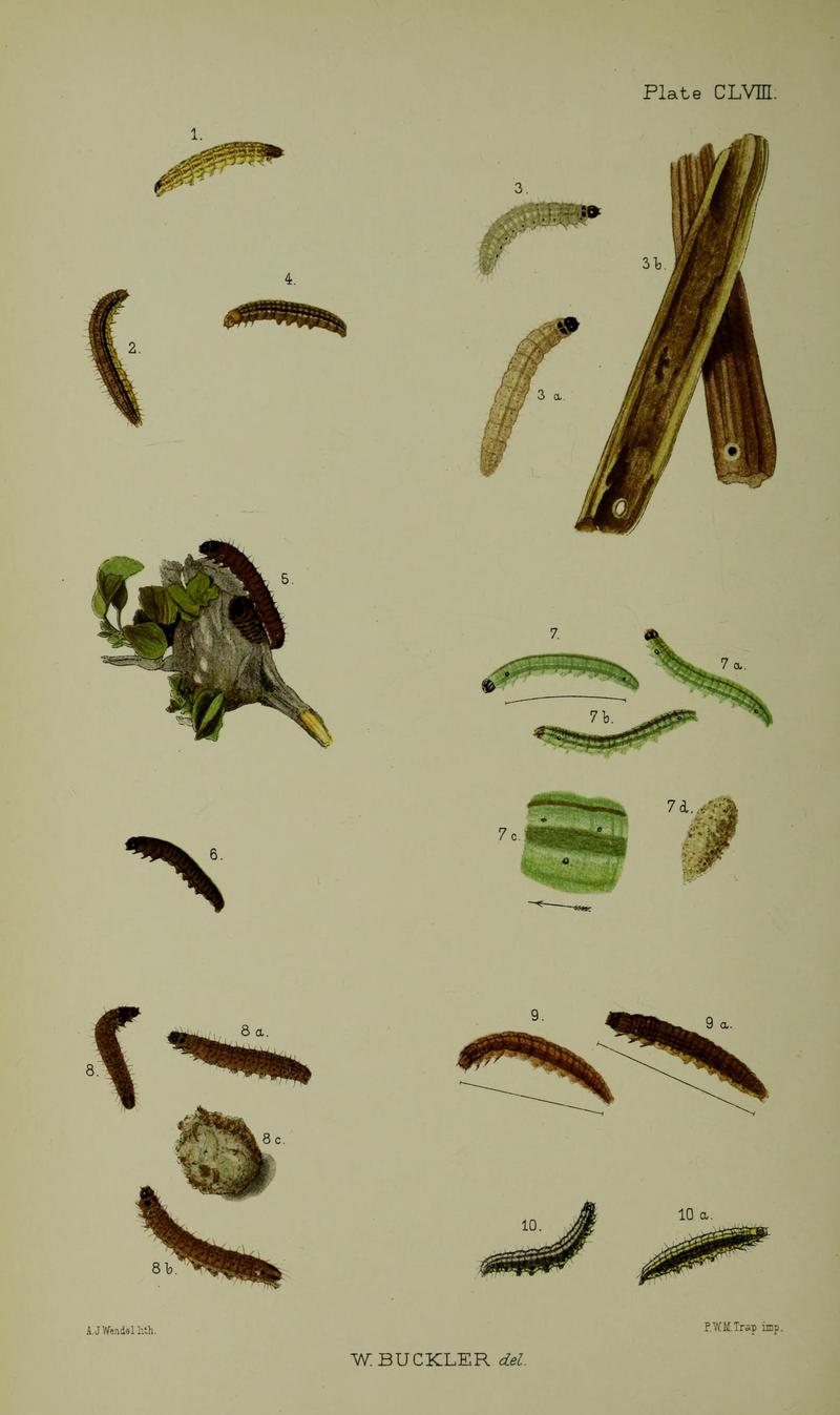 Buckler W The larvæ of the British butterflies and moths Plate CLVIII