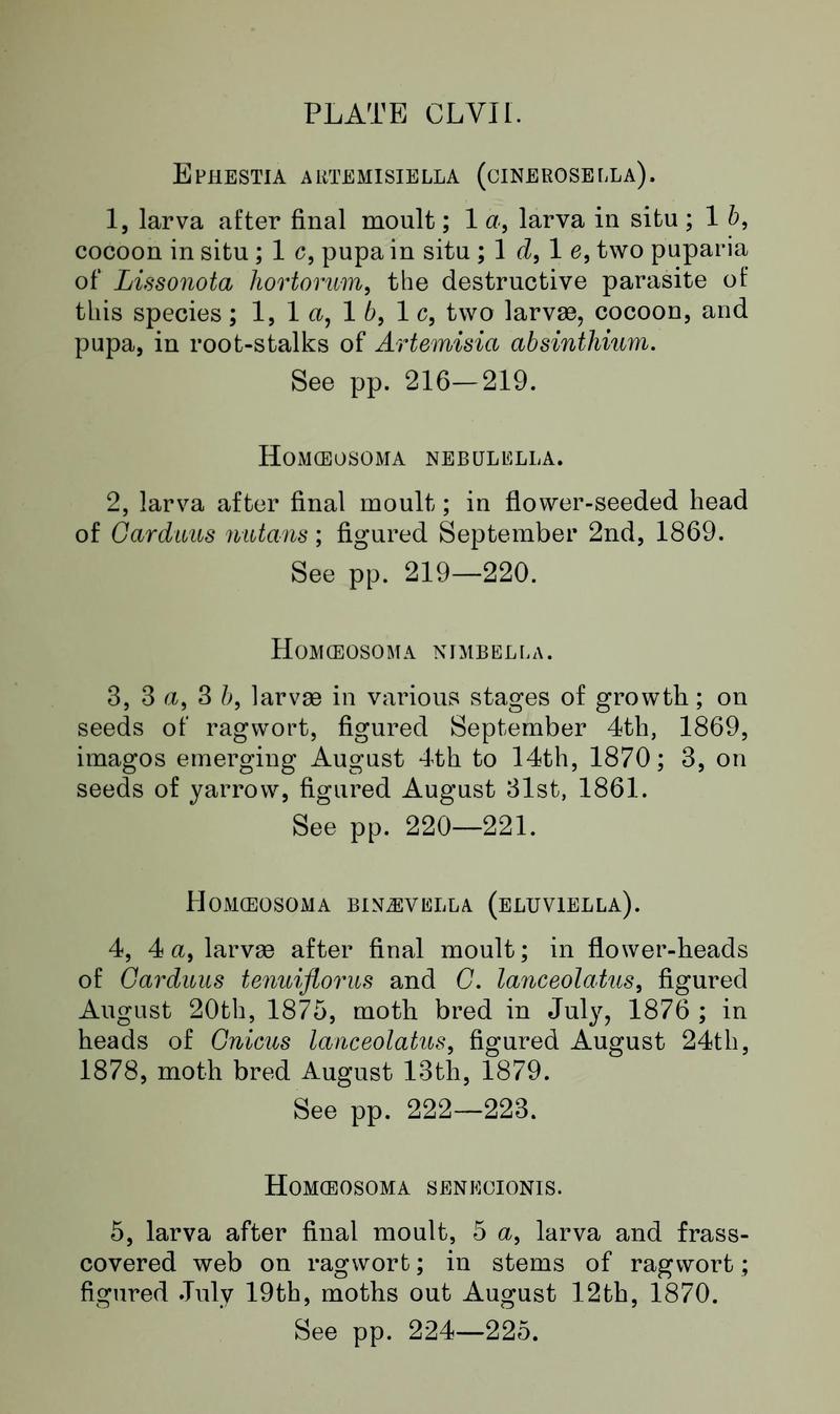 Buckler W The larvæ of the British butterflies and moths Plate CLVIIText