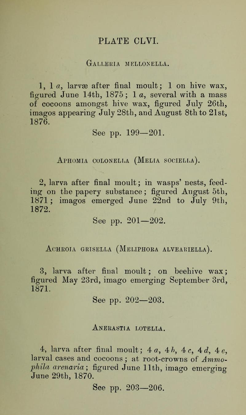 Buckler W The larvæ of the British butterflies and moths Plate CLVIText