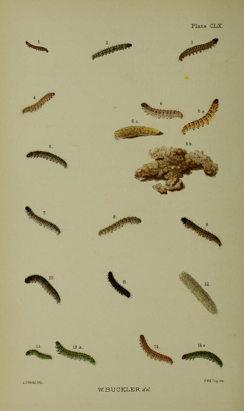 Buckler W The larvæ of the British butterflies and moths Plate CLX