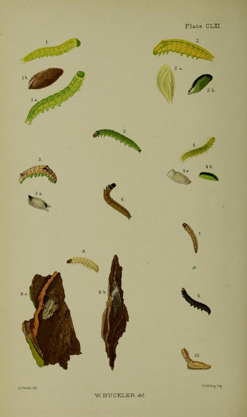 Buckler W The larvæ of the British butterflies and moths Plate CLXI