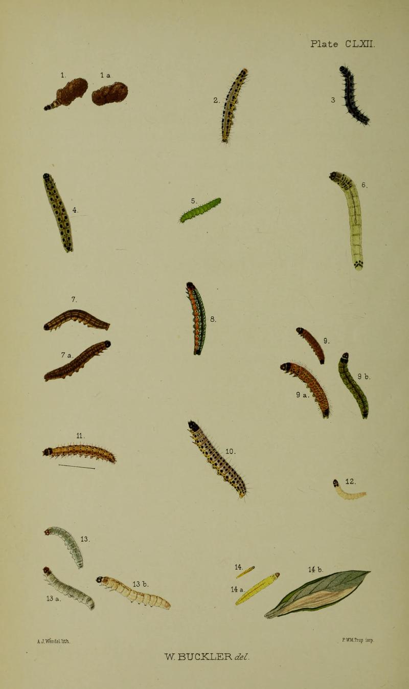 Buckler W The larvæ of the British butterflies and moths Plate CLXII
