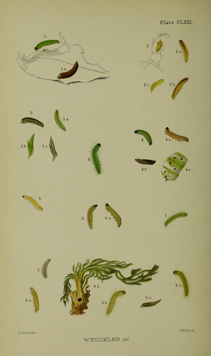 Buckler W The larvæ of the British butterflies and moths Plate CLXIII