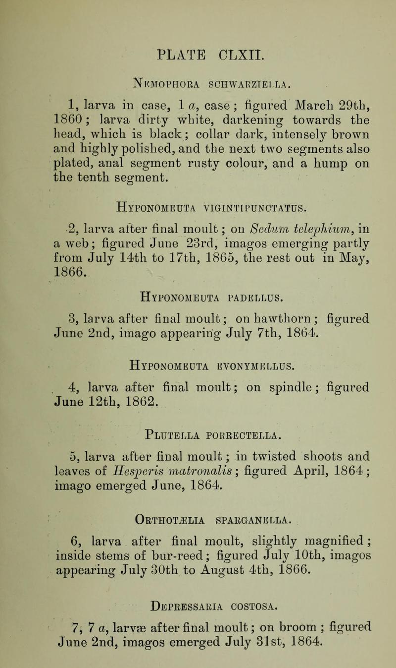 Buckler W The larvæ of the British butterflies and moths Plate CLXIIText