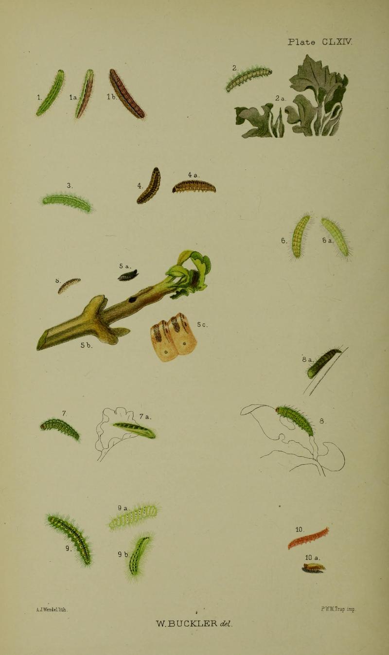 Buckler W The larvæ of the British butterflies and moths Plate CLXIV