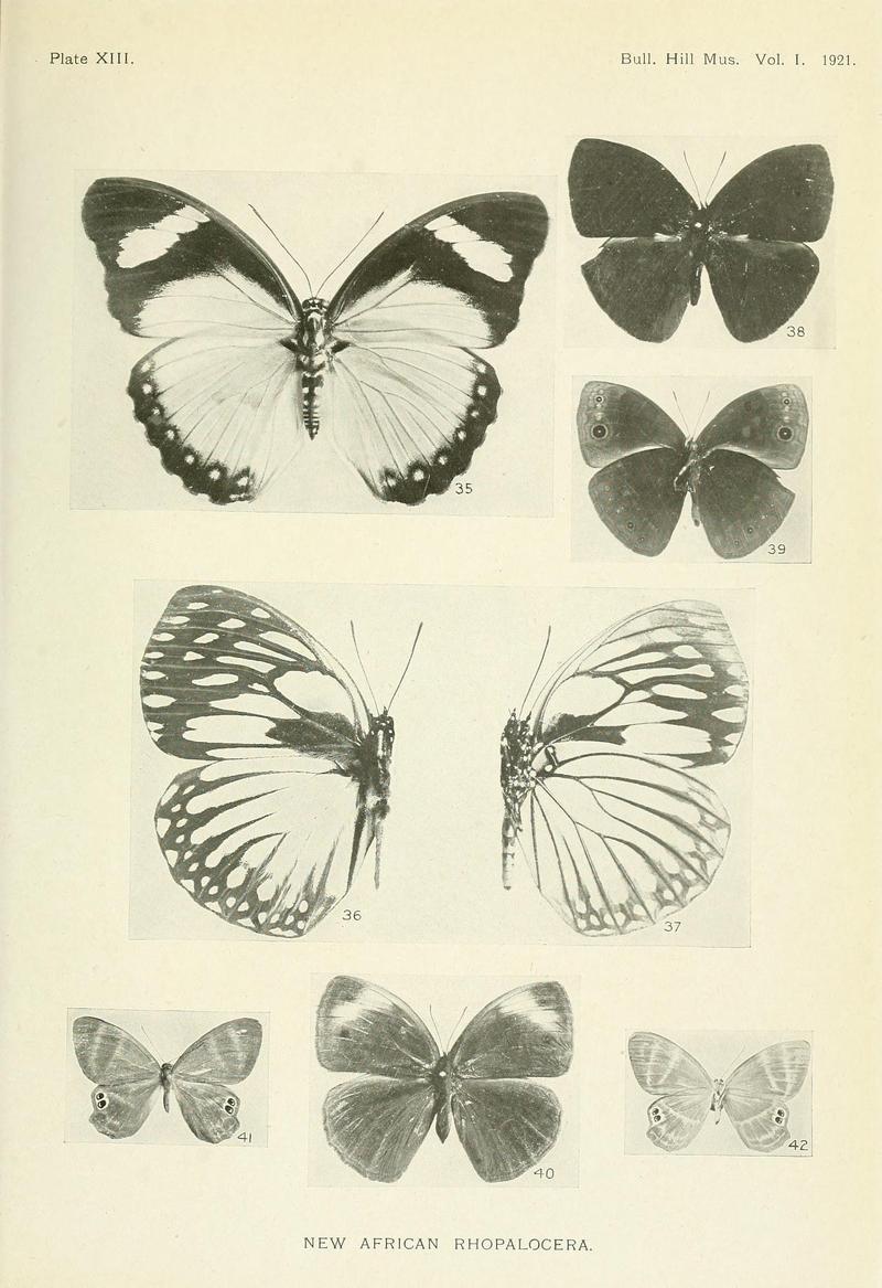 BulletinHillMuseum1921PlateXIII