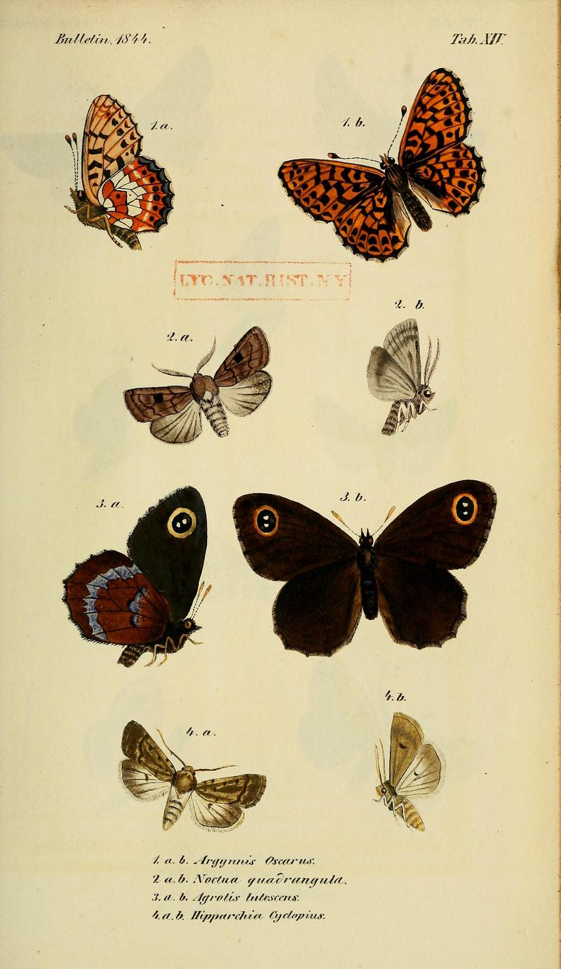 BulletinSociétéImpérialeNaturalistesMoscou1829TabXIV